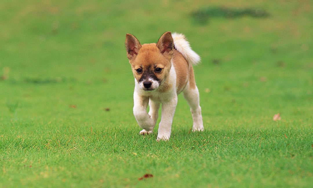 白城叮叮宠物商业计划书案例